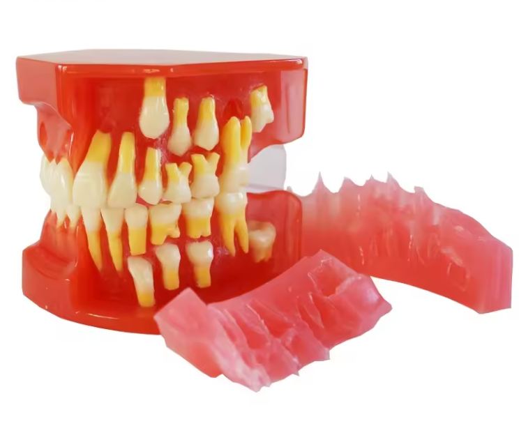 9-12 Years Old Teeth Development Model